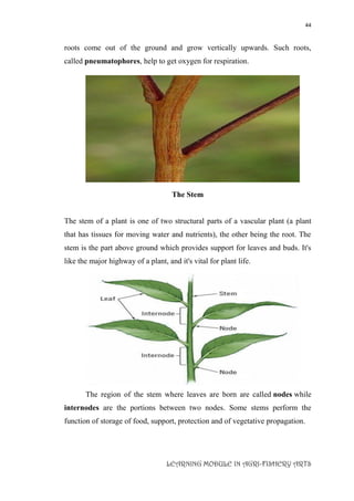 44
LEARNING MODULE IN AGRI-FISHERY ARTS
roots come out of the ground and grow vertically upwards. Such roots,
called pneumatophores, help to get oxygen for respiration.
The Stem
The stem of a plant is one of two structural parts of a vascular plant (a plant
that has tissues for moving water and nutrients), the other being the root. The
stem is the part above ground which provides support for leaves and buds. It's
like the major highway of a plant, and it's vital for plant life.
The region of the stem where leaves are born are called nodes while
internodes are the portions between two nodes. Some stems perform the
function of storage of food, support, protection and of vegetative propagation.
 