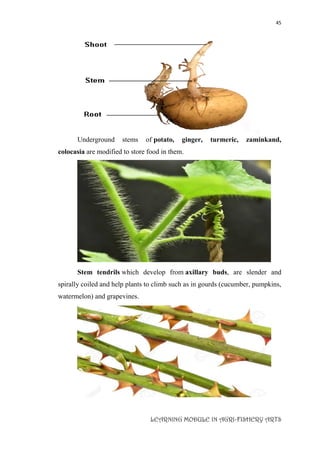 45
LEARNING MODULE IN AGRI-FISHERY ARTS
Underground stems of potato, ginger, turmeric, zaminkand,
colocasia are modified to store food in them.
Stem tendrils which develop from axillary buds, are slender and
spirally coiled and help plants to climb such as in gourds (cucumber, pumpkins,
watermelon) and grapevines.
 