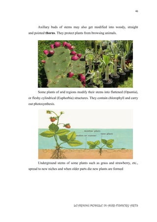 46
LEARNING MODULE IN AGRI-FISHERY ARTS
Axillary buds of stems may also get modified into woody, straight
and pointed thorns. They protect plants from browsing animals.
Some plants of arid regions modify their stems into flattened (Opuntia),
or fleshy cylindrical (Euphorbia) structures. They contain chlorophyll and carry
out photosynthesis.
Underground stems of some plants such as grass and strawberry, etc.,
spread to new niches and when older parts die new plants are formed
 