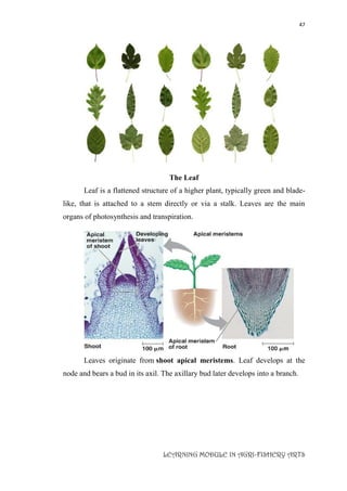 47
LEARNING MODULE IN AGRI-FISHERY ARTS
The Leaf
Leaf is a flattened structure of a higher plant, typically green and blade-
like, that is attached to a stem directly or via a stalk. Leaves are the main
organs of photosynthesis and transpiration.
Leaves originate from shoot apical meristems. Leaf develops at the
node and bears a bud in its axil. The axillary bud later develops into a branch.
 