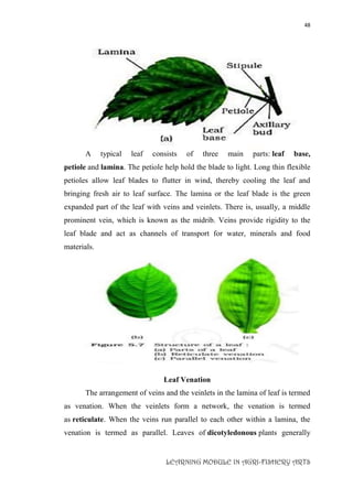 48
LEARNING MODULE IN AGRI-FISHERY ARTS
A typical leaf consists of three main parts: leaf base,
petiole and lamina. The petiole help hold the blade to light. Long thin flexible
petioles allow leaf blades to flutter in wind, thereby cooling the leaf and
bringing fresh air to leaf surface. The lamina or the leaf blade is the green
expanded part of the leaf with veins and veinlets. There is, usually, a middle
prominent vein, which is known as the midrib. Veins provide rigidity to the
leaf blade and act as channels of transport for water, minerals and food
materials.
Leaf Venation
The arrangement of veins and the veinlets in the lamina of leaf is termed
as venation. When the veinlets form a network, the venation is termed
as reticulate. When the veins run parallel to each other within a lamina, the
venation is termed as parallel. Leaves of dicotyledonous plants generally
 