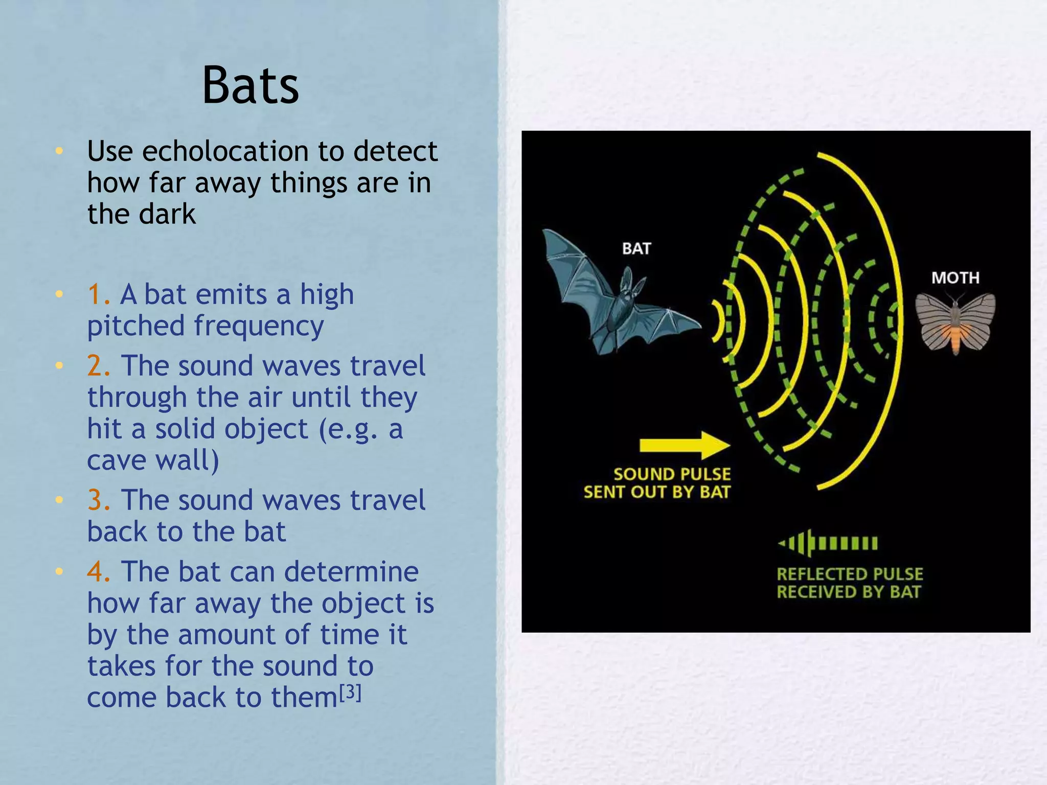 Bats
• Use echolocation to detect
how far away things are in
the dark
• 1. A bat emits a high
pitched frequency
• 2. The sound waves travel
through the air until they
hit a solid object (e.g. a
cave wall)
• 3. The sound waves travel
back to the bat
• 4. The bat can determine
how far away the object is
by the amount of time it
takes for the sound to
come back to them[3]
 
