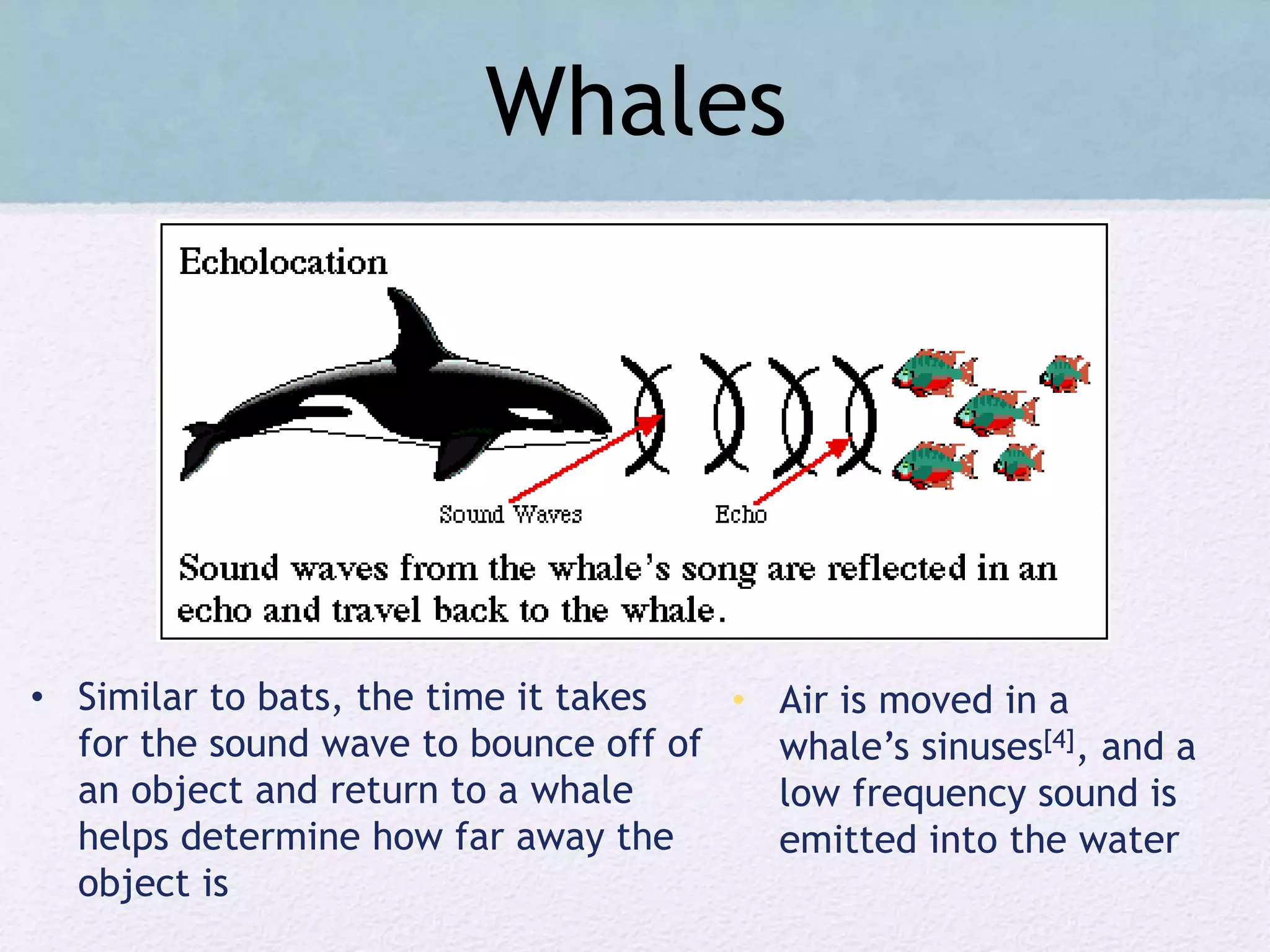 Whales
• Air is moved in a
whale’s sinuses[4], and a
low frequency sound is
emitted into the water
• Similar to bats, the time it takes
for the sound wave to bounce off of
an object and return to a whale
helps determine how far away the
object is
 