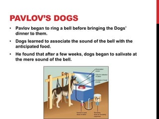 PAVLOV’S DOGS
• Pavlov began to ring a bell before bringing the Dogs’
dinner to them.
• Dogs learned to associate the sound of the bell with the
anticipated food.
• He found that after a few weeks, dogs began to salivate at
the mere sound of the bell.
 