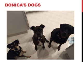 BONICA’S DOGS
 