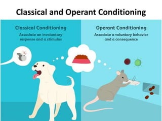 Classical and Operant Conditioning
 