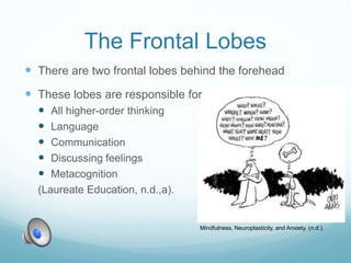 The Frontal Lobes
Mindfulness, Neuroplasticity, and Anxiety. (n.d.).
 There are two frontal lobes behind the forehead
 These lobes are responsible for
 All higher-order thinking
 Language
 Communication
 Discussing feelings
 Metacognition
(Laureate Education, n.d.,a).
 