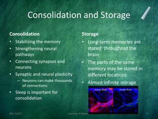 Consolidation and Storage
Consolidation
• Stabilizing the memory
• Strengthening neural
pathways
• Connecting synapses and
neurons
• Synaptic and neural plasticity
– Neurons can make thousands
of connections
• Sleep is important for
consolidation
Storage
• Long-term memories are
stored throughout the
brain
• The parts of the same
memory may be stored in
different locations
• Almost infinite storage
REV. 2/2017 Learning--R Speener 17
 