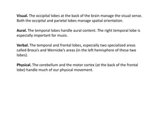 Visual. The occipital lobes at the back of the brain manage the visual sense.
Both the occipital and parietal lobes manage spatial orientation.

Aural. The temporal lobes handle aural content. The right temporal lobe is
especially important for music.

Verbal. The temporal and frontal lobes, especially two specialized areas
called Broca’s and Wernicke’s areas (in the left hemisphere of these two
lobes).

Physical. The cerebellum and the motor cortex (at the back of the frontal
lobe) handle much of our physical movement.
 