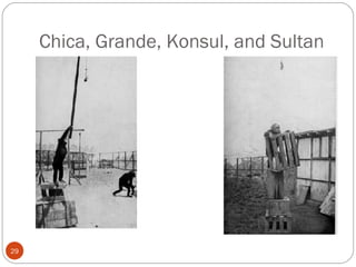 2299 
Chica, Grande, Konsul, and Sultan 
 