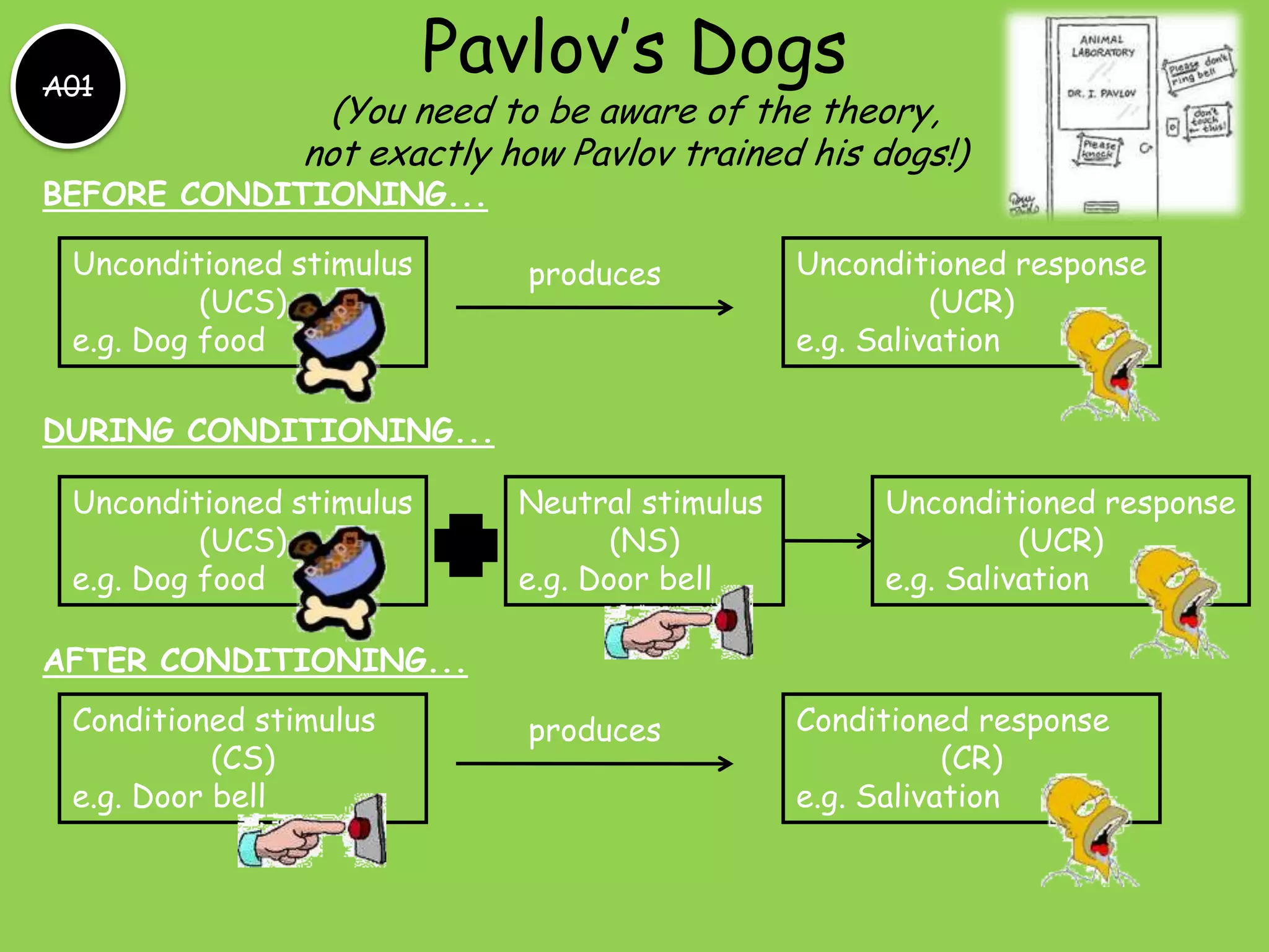 A01
                          Pavlov’s Dogs
                 (You need to be aware of the theory,
                not exactly how Pavlov trained his dogs!)
BEFORE CONDITIONING...

 Unconditioned stimulus      produces           Unconditioned response
          (UCS)                                           (UCR)
 e.g. Dog food                                  e.g. Salivation

DURING CONDITIONING...

 Unconditioned stimulus      Neutral stimulus        Unconditioned response
          (UCS)                     (NS)                       (UCR)
 e.g. Dog food               e.g. Door bell          e.g. Salivation

AFTER CONDITIONING...
 Conditioned stimulus        produces           Conditioned response
           (CS)                                            (CR)
 e.g. Door bell                                 e.g. Salivation
 