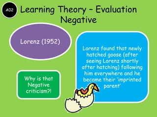 A02   Learning Theory – Evaluation
               Negative

      Lorenz (1952)
                      Lorenz found that newly
                        hatched goose (after
                        seeing Lorenz shortly
                      after hatching) following
                       him everywhere and he
       Why is that    became their ‘imprinted
        Negative               parent’
       criticism?!
 