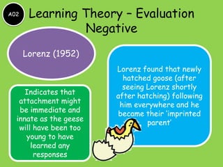 A02

Learning Theory – Evaluation
Negative
Lorenz (1952)

Indicates that
attachment might
be immediate and
innate as the geese
will have been too
young to have
learned any
responses

Lorenz found that newly
hatched goose (after
seeing Lorenz shortly
after hatching) following
him everywhere and he
became their ‘imprinted
parent’

 