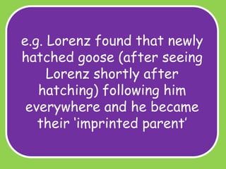 e.g. Lorenz found that newly
hatched goose (after seeing
Lorenz shortly after
hatching) following him
everywhere and he became
their ‘imprinted parent’

 