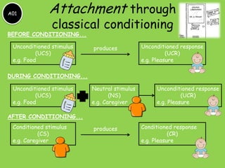 A01

Attachment through
classical conditioning

BEFORE CONDITIONING...
Unconditioned stimulus
(UCS)
e.g. Food

produces

Unconditioned response
(UCR)
e.g. Pleasure

DURING CONDITIONING...
Unconditioned stimulus
(UCS)
e.g. Food

Neutral stimulus
(NS)
e.g. Caregiver

Unconditioned response
(UCR)
e.g. Pleasure

AFTER CONDITIONING...
Conditioned stimulus
(CS)
e.g. Caregiver

produces

Conditioned response
(CR)
e.g. Pleasure

 