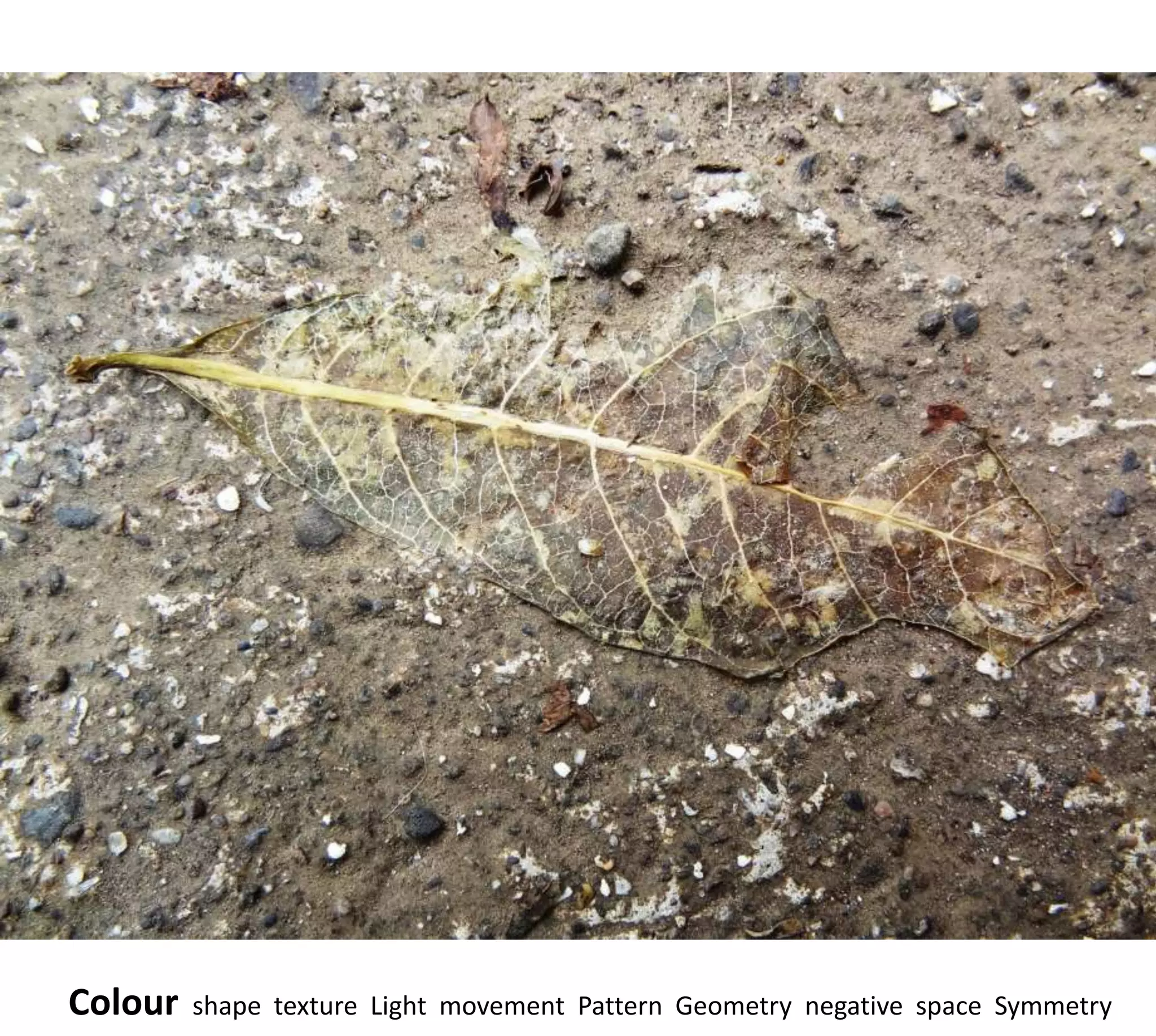 Colour   shape texture Light movement Pattern Geometry negative space Symmetry
 