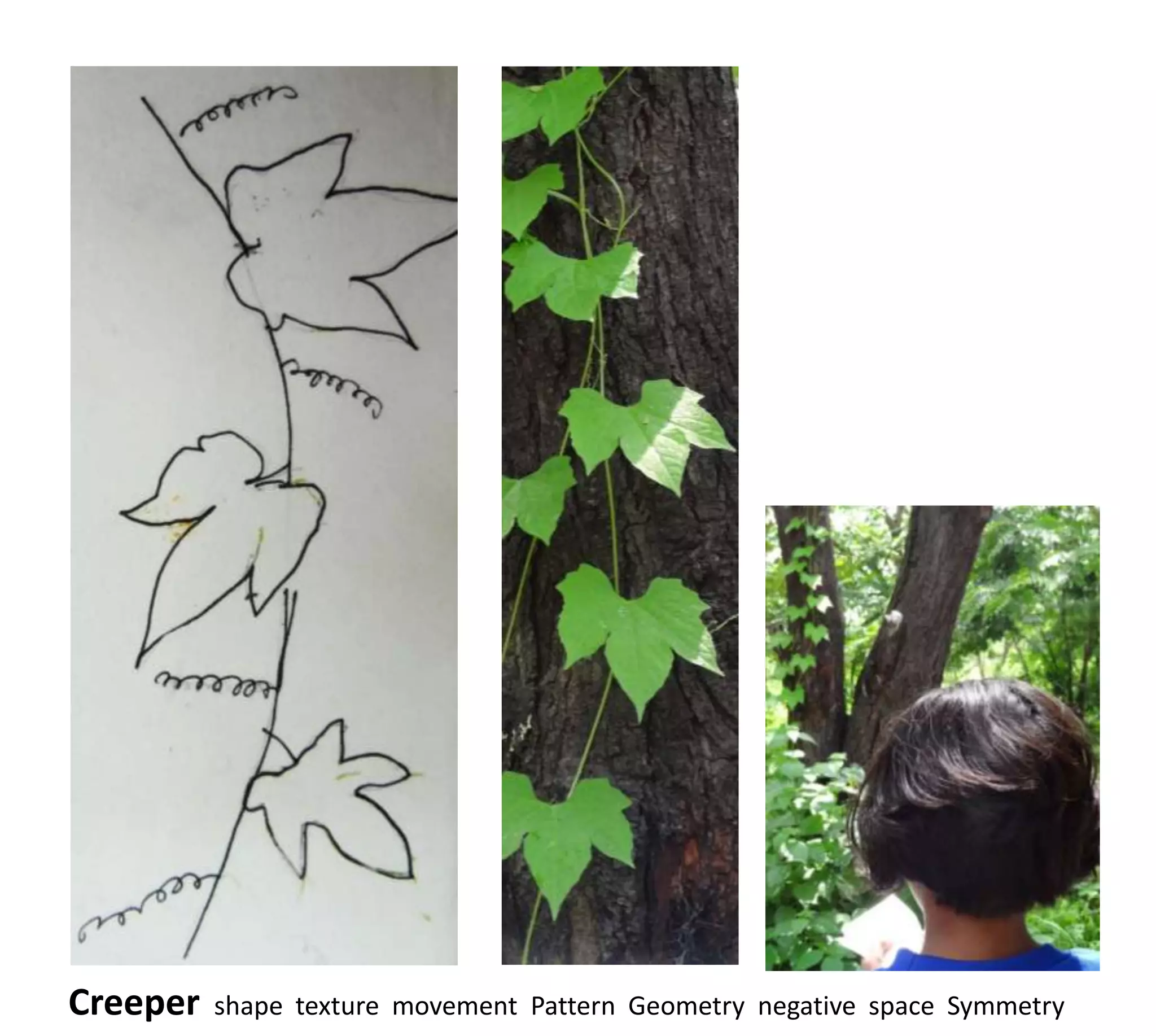 Creeper   shape texture movement Pattern Geometry negative space Symmetry
 