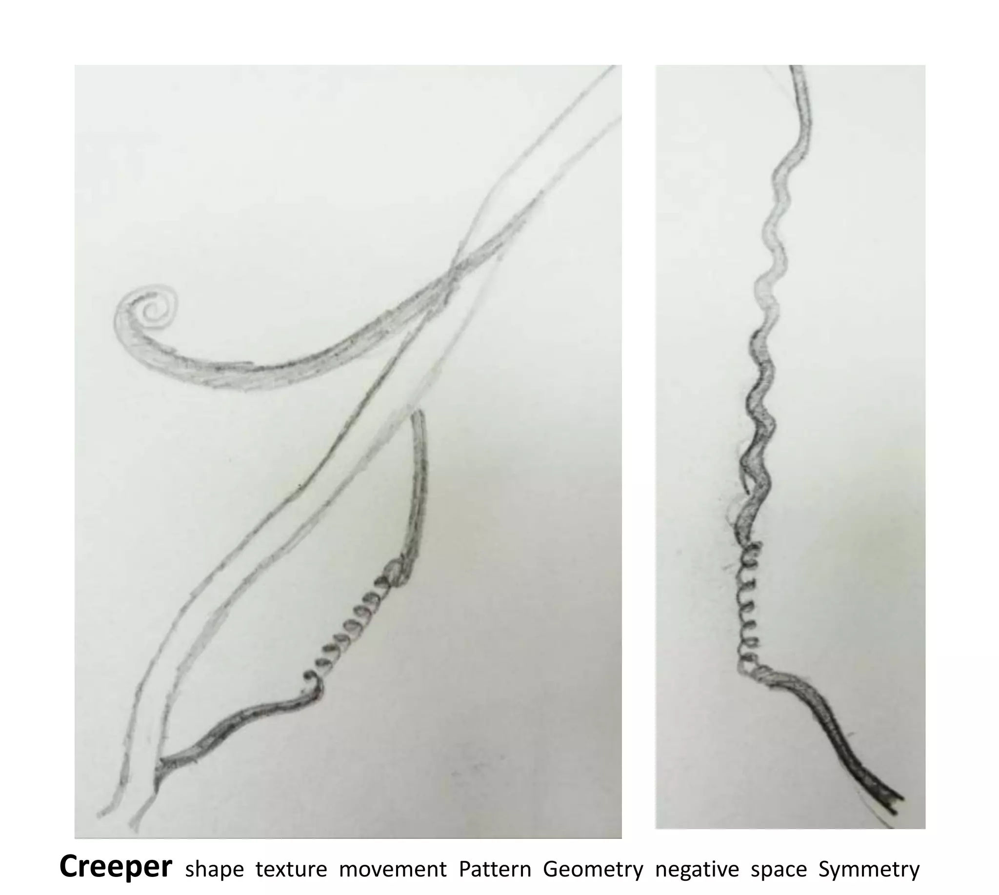 Creeper   shape texture movement Pattern Geometry negative space Symmetry
 