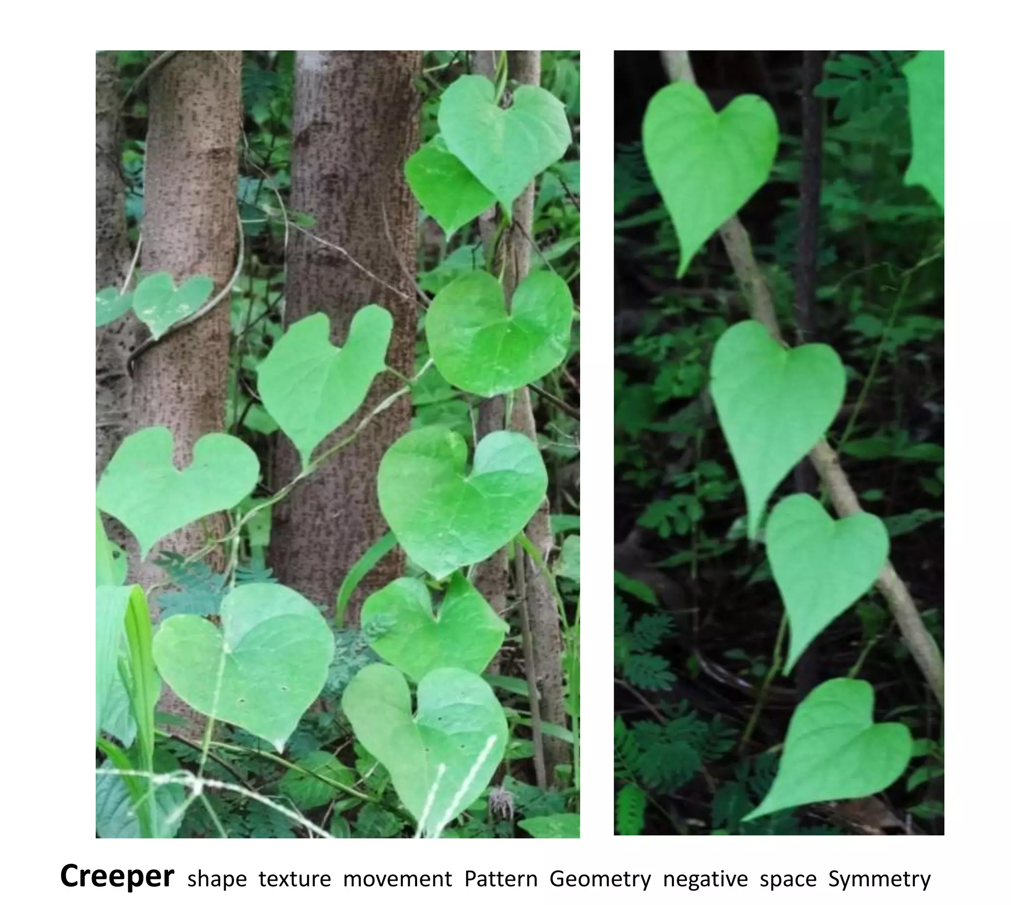 Creeper   shape texture movement Pattern Geometry negative space Symmetry
 