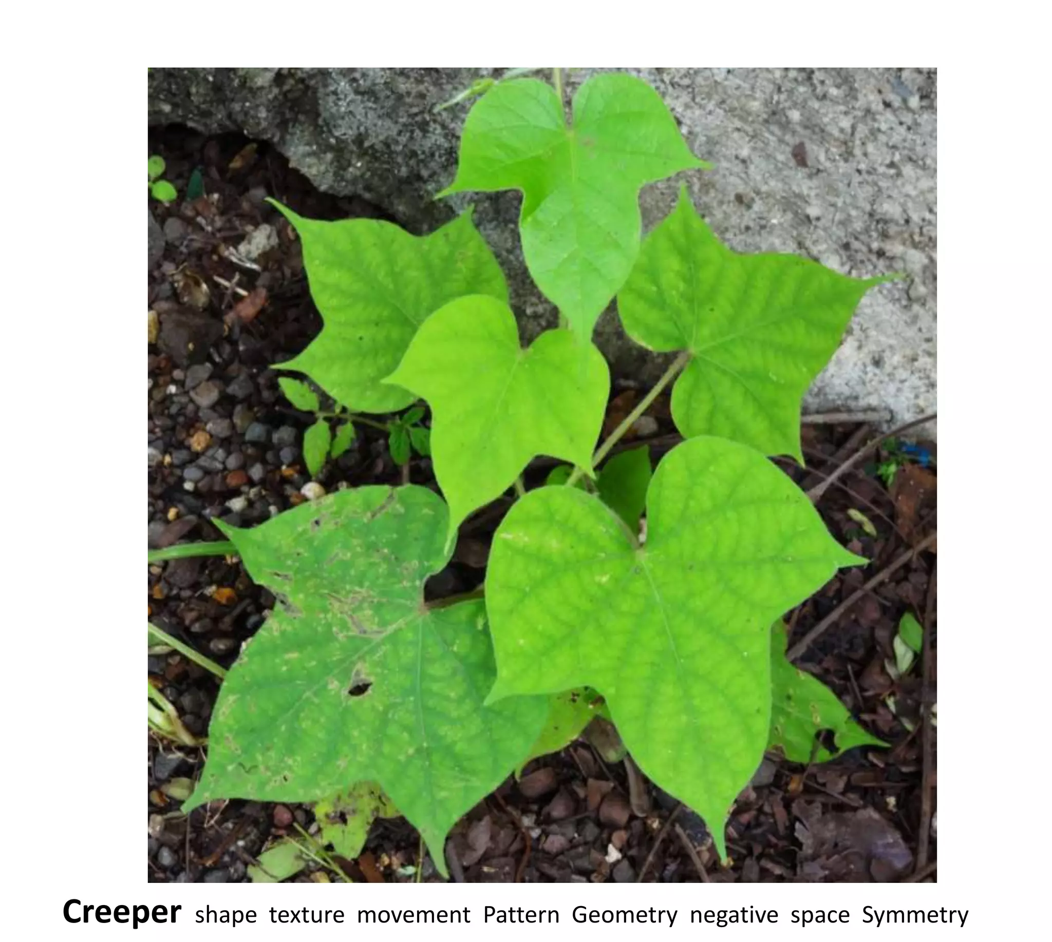 Creeper   shape texture movement Pattern Geometry negative space Symmetry
 