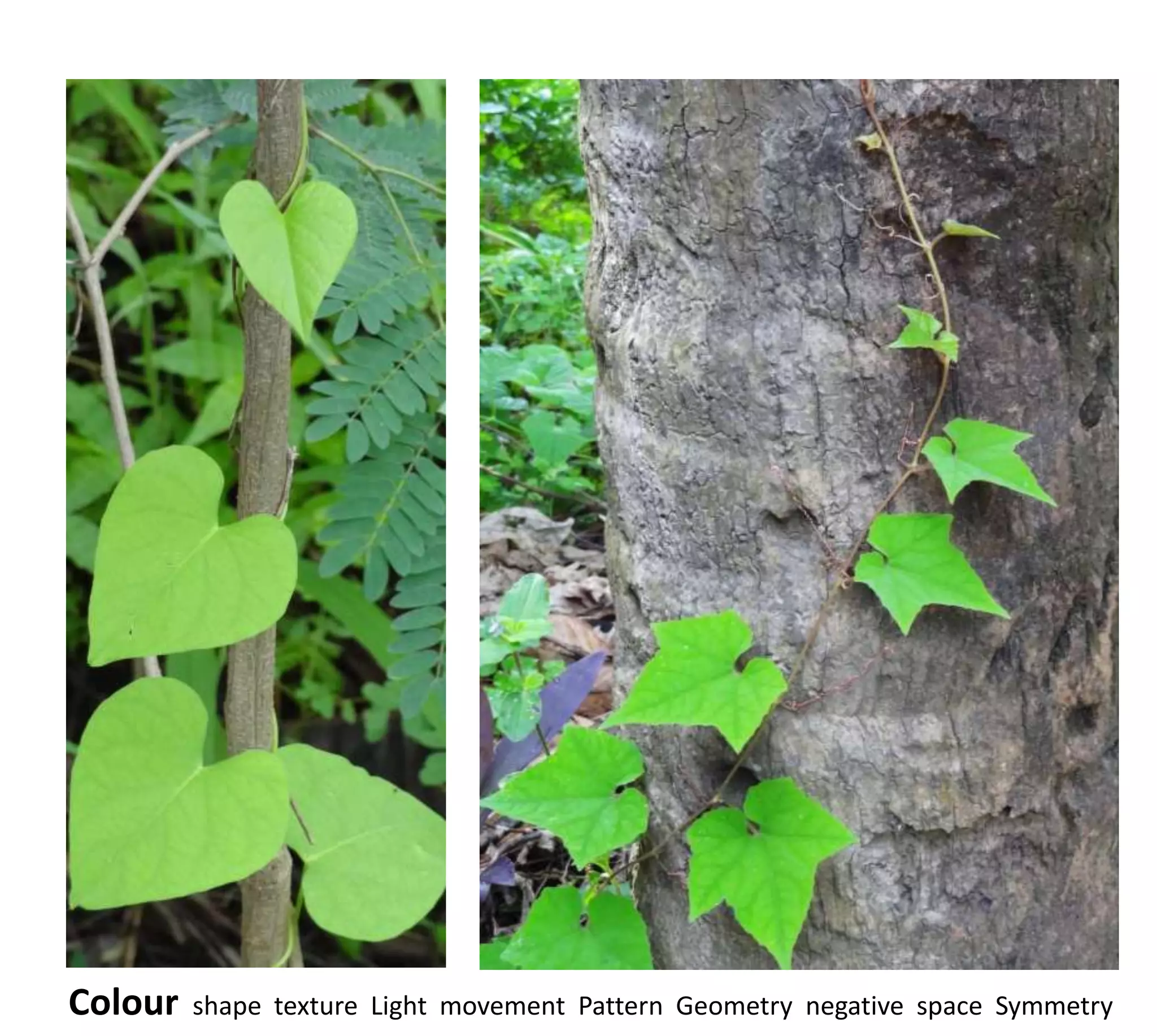 Colour   shape texture Light movement Pattern Geometry negative space Symmetry
 