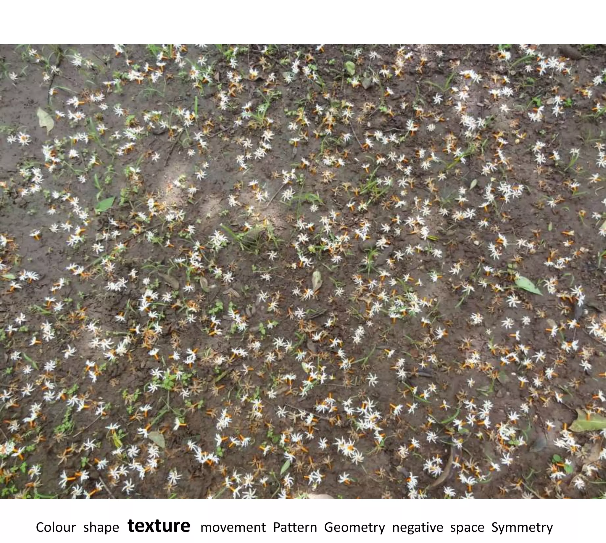 Colour shape   texture   movement Pattern Geometry negative space Symmetry
 