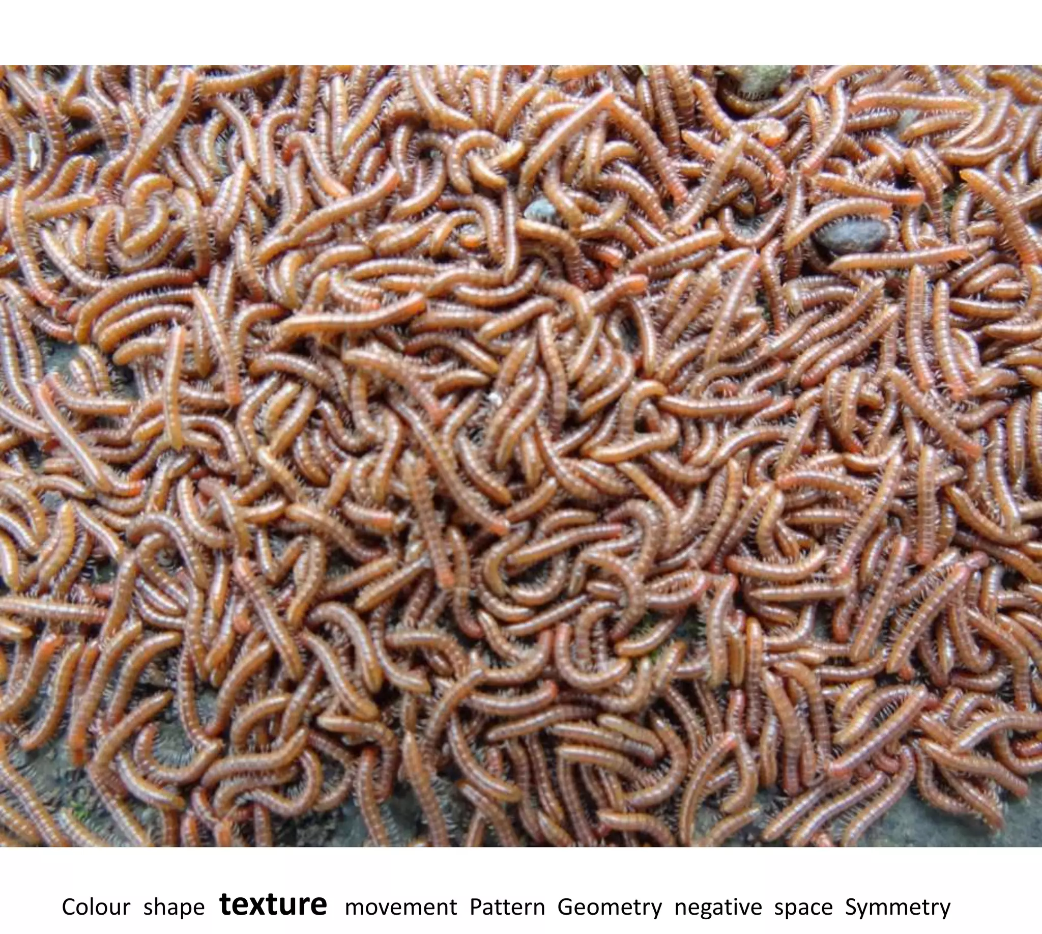 Colour shape   texture   movement Pattern Geometry negative space Symmetry
 