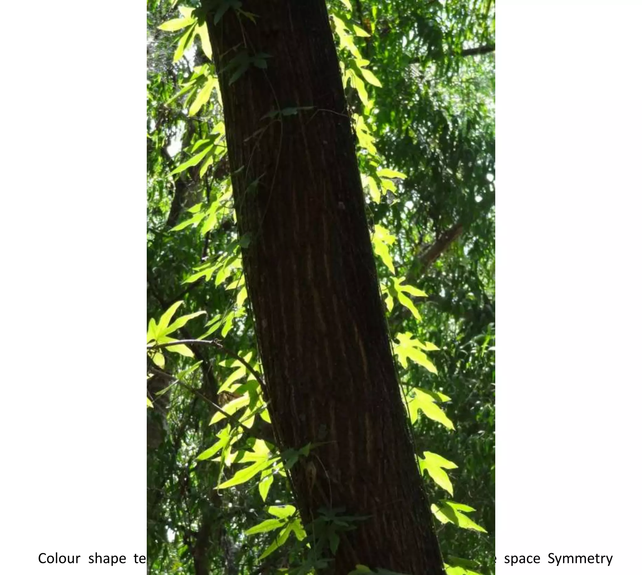 Colour shape texture   Light   movement Pattern Geometry negative space Symmetry
 