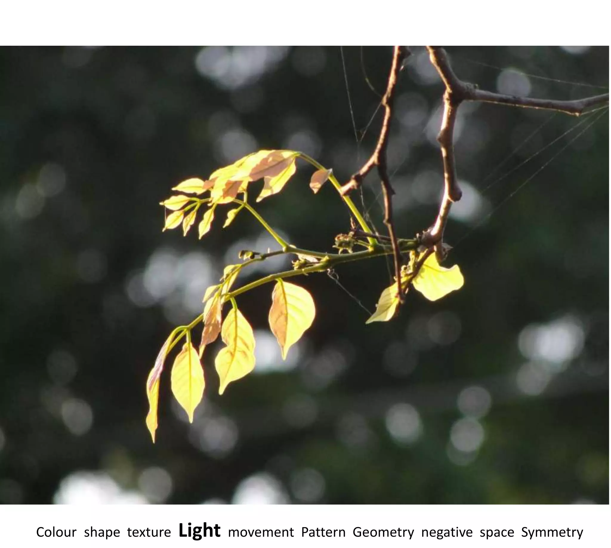 Colour shape texture   Light   movement Pattern Geometry negative space Symmetry
 