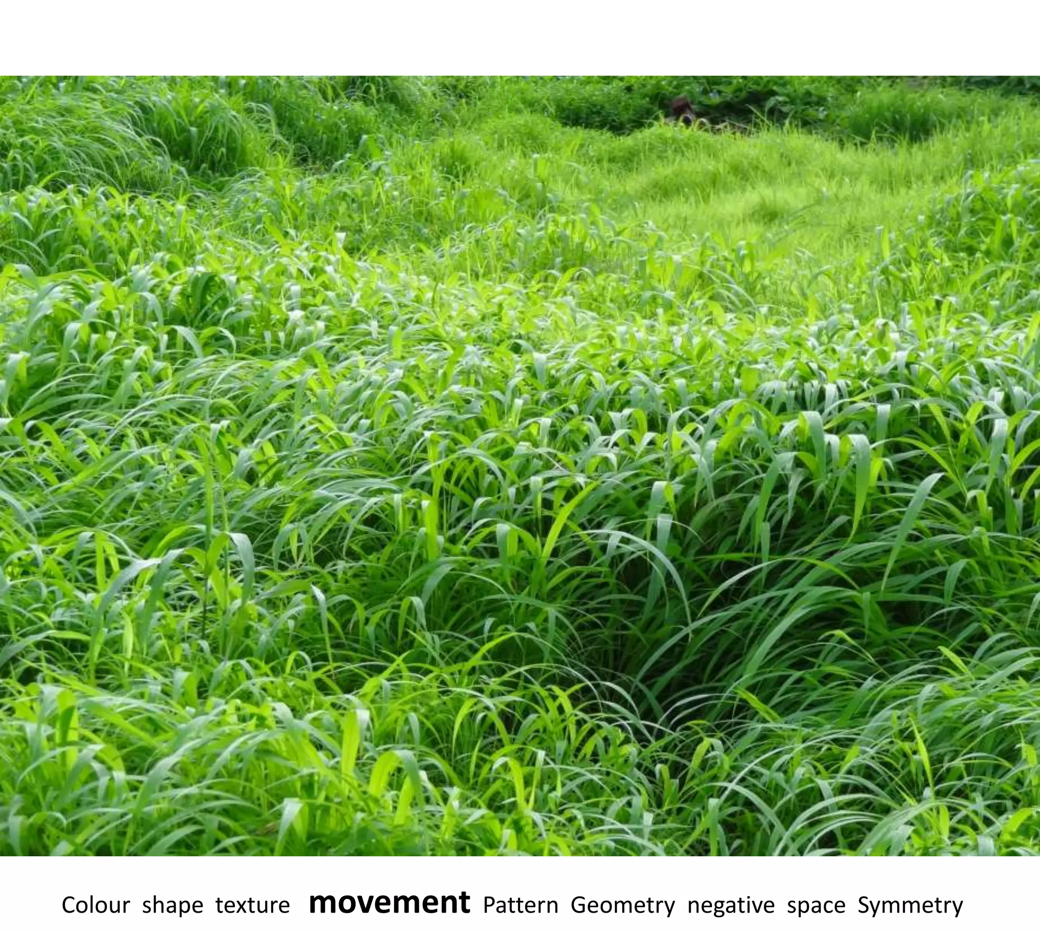 Colour shape texture   movement   Pattern Geometry negative space Symmetry
 