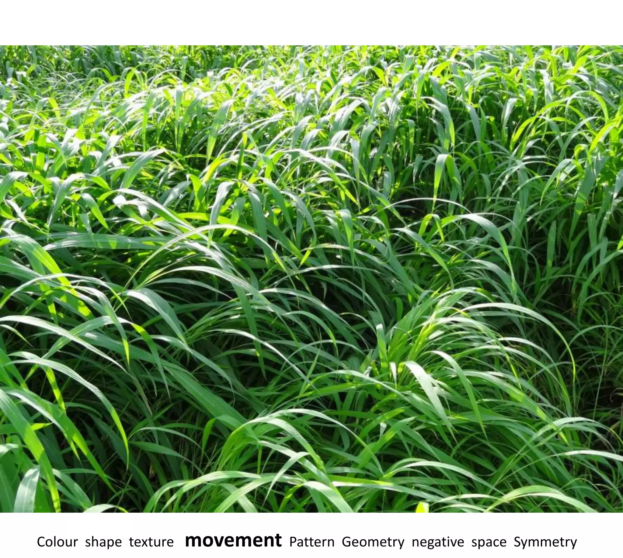 Colour shape texture   movement   Pattern Geometry negative space Symmetry
 