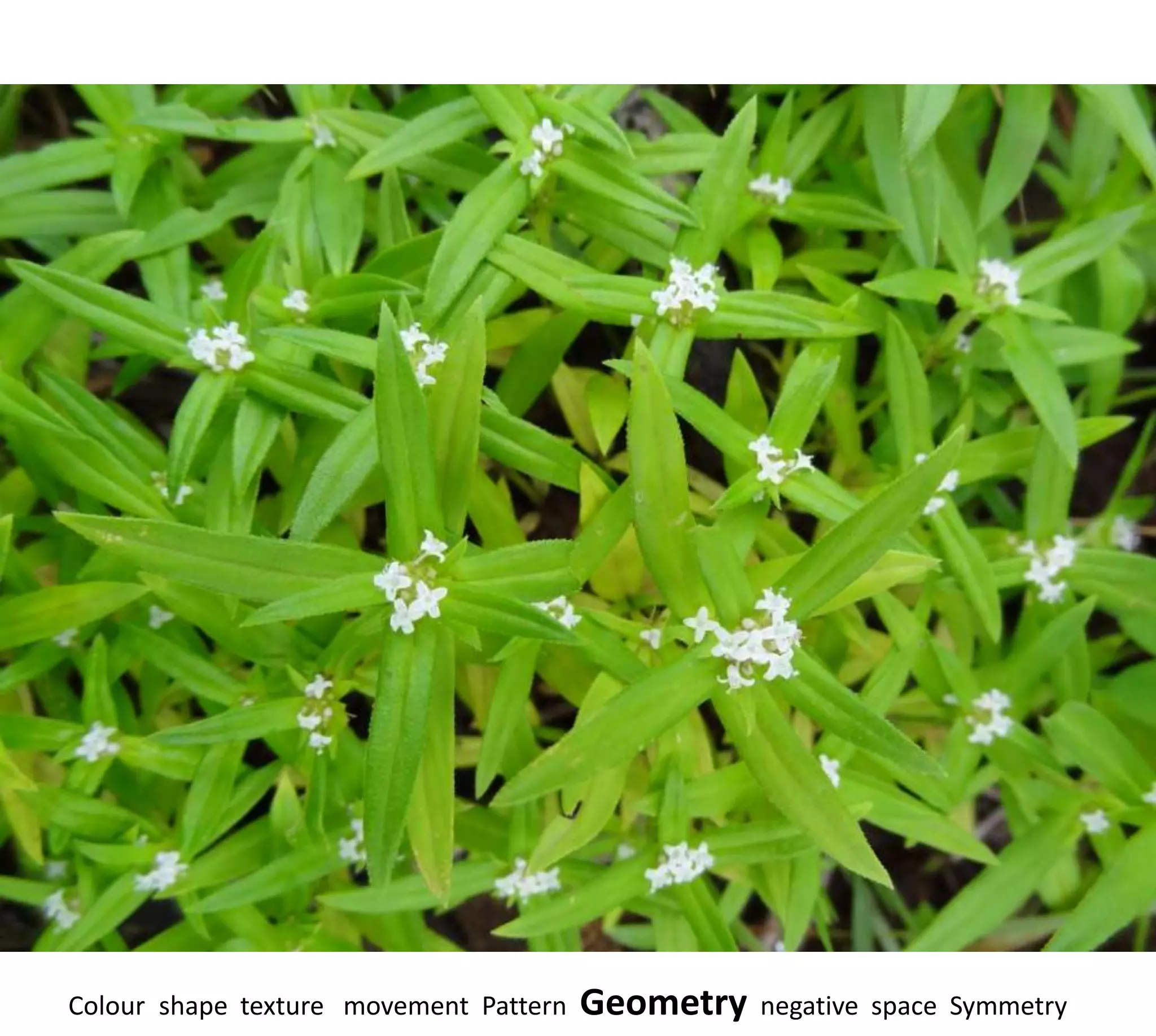 Colour shape texture movement Pattern   Geometry   negative space Symmetry
 