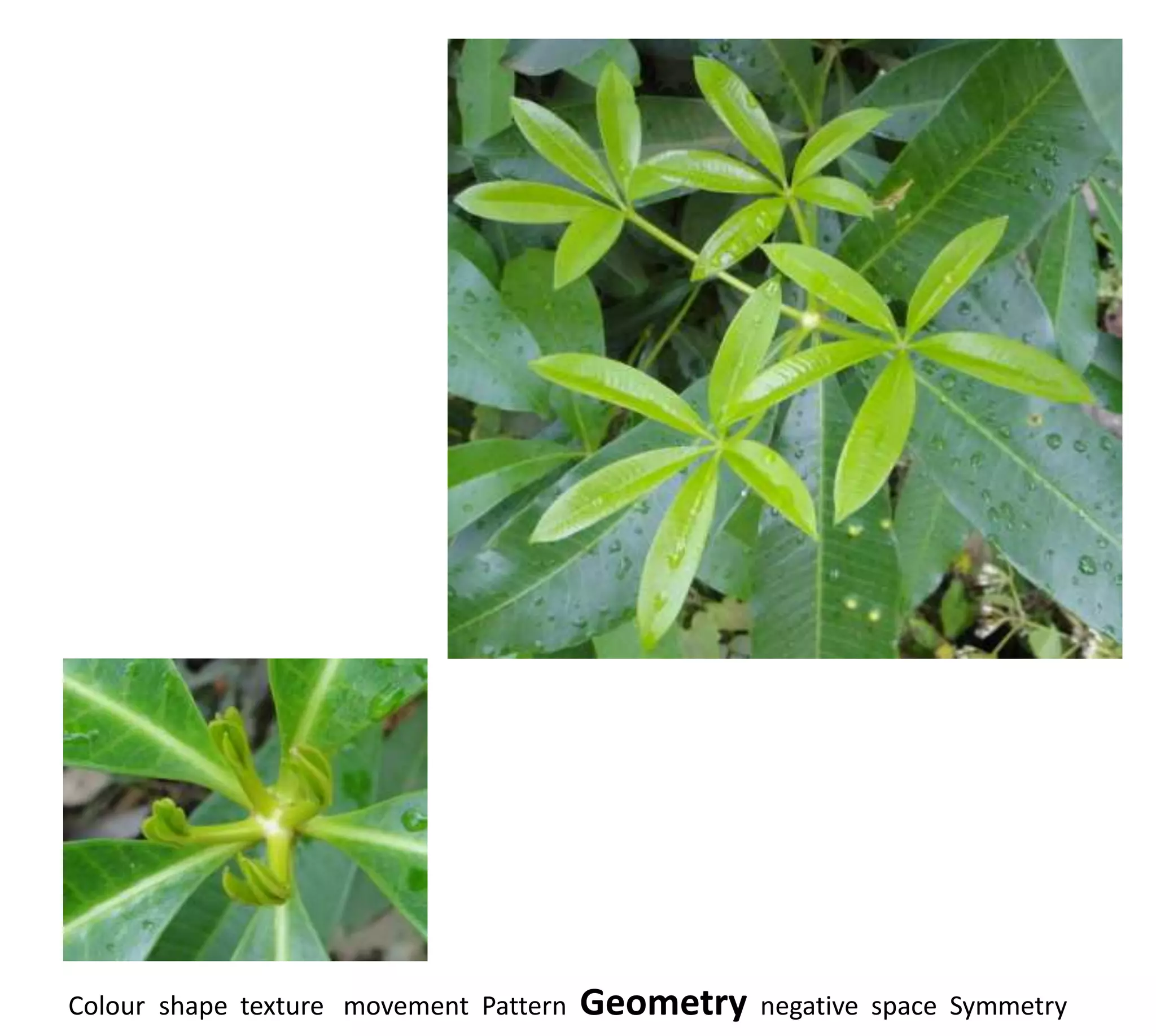 Colour shape texture movement Pattern   Geometry   negative space Symmetry
 