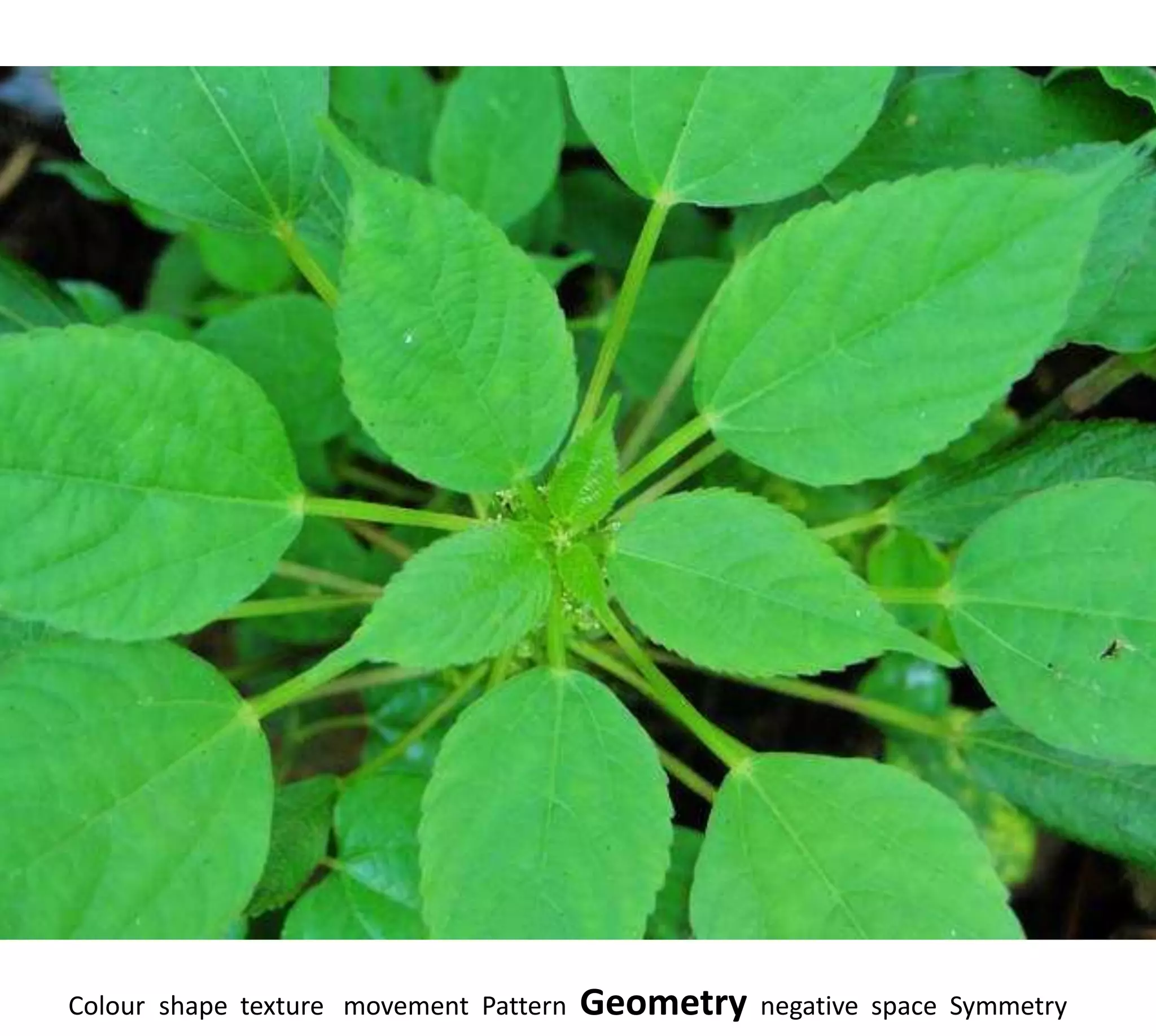 Colour shape texture movement Pattern   Geometry   negative space Symmetry
 