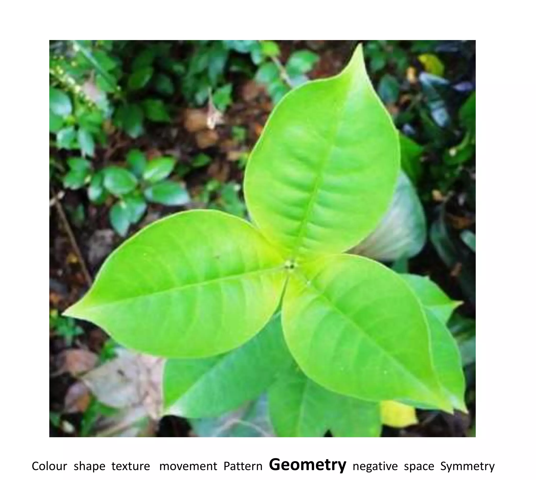 Colour shape texture movement Pattern   Geometry   negative space Symmetry
 