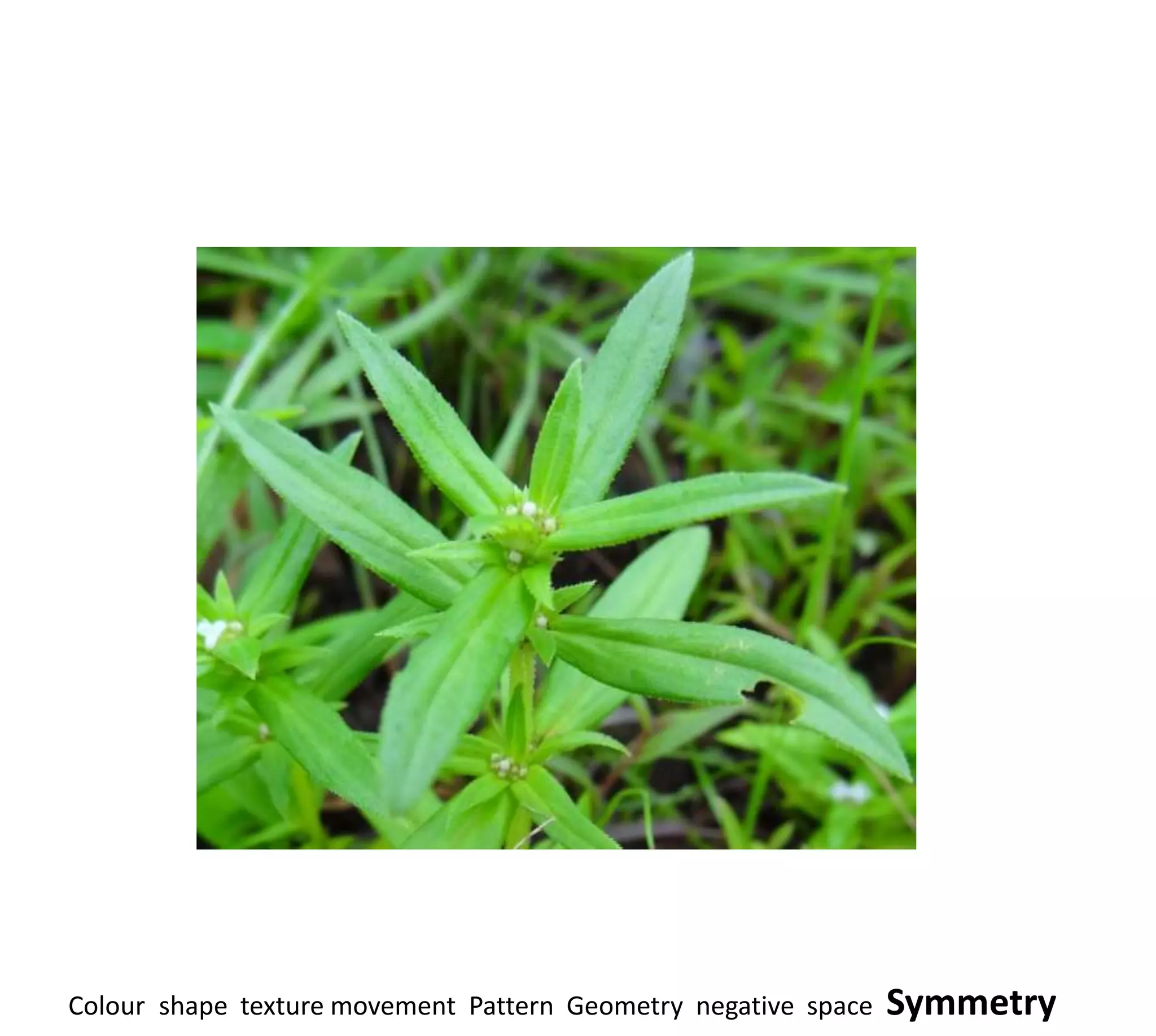 Colour shape texture movement Pattern Geometry negative space   Symmetry
 