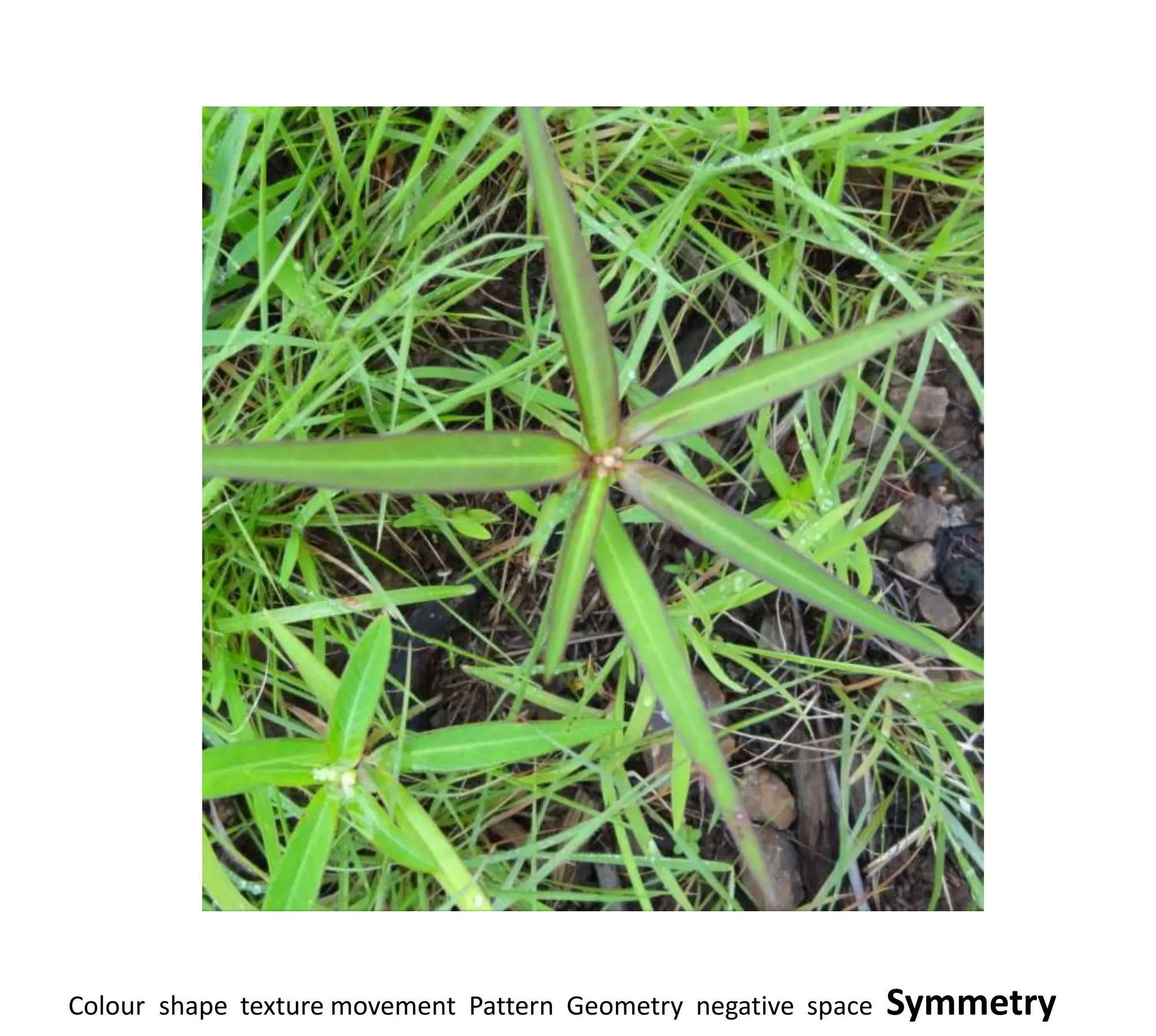 Colour shape texture movement Pattern Geometry negative space   Symmetry
 