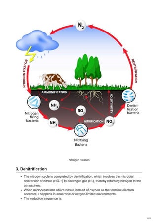 Nitrogen Fixation and Its Importance in the Ecosystem | PDF