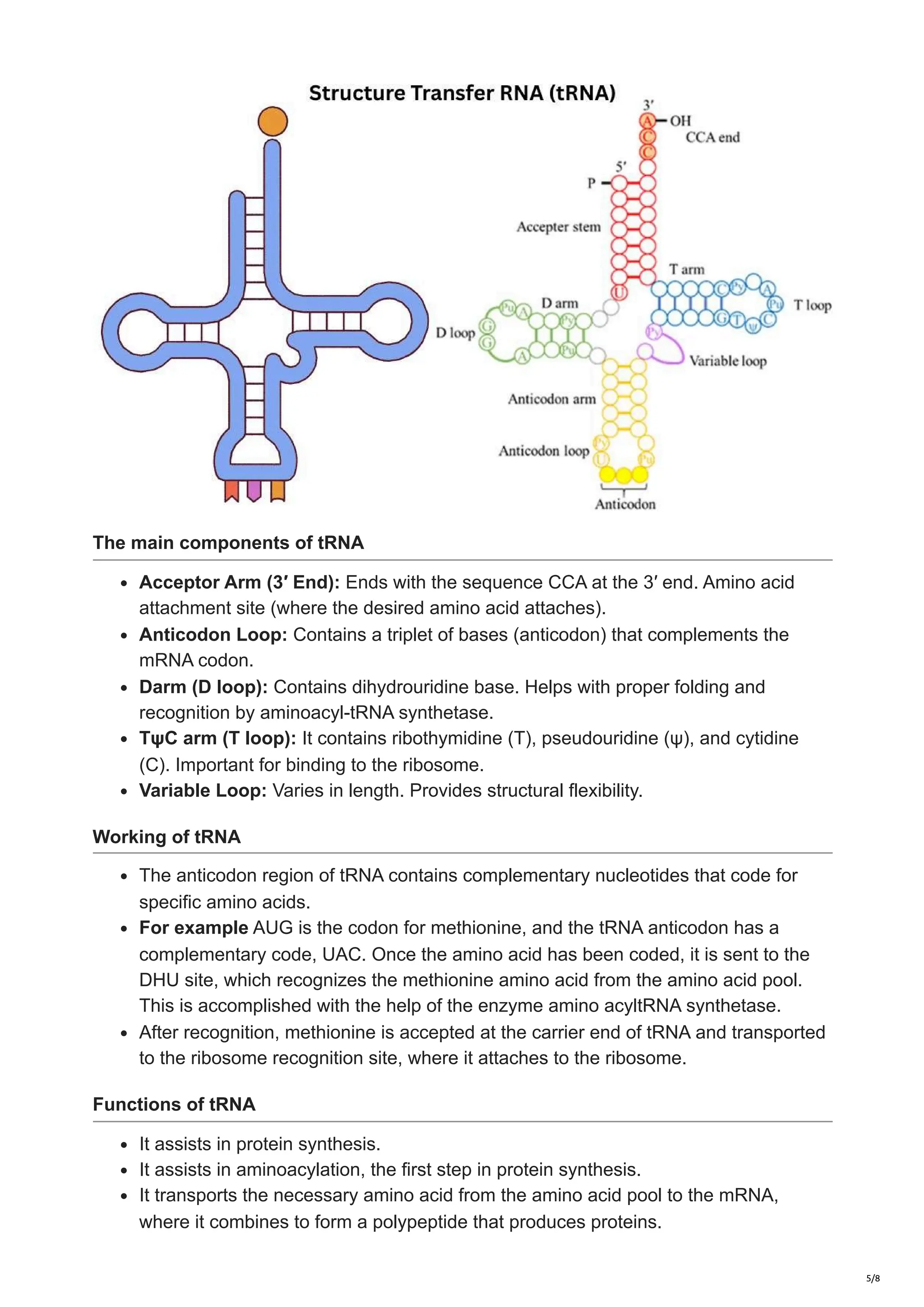 Ribonucleic Acid Rna Structure Function
