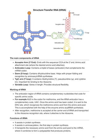 Ribonucleic acid (RNA): Types, Structure & their Function | PDF