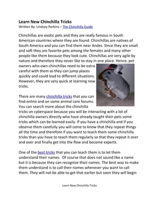 Learn New Chinchilla Tricks
Written By: Lindsey Perkins – The Chinchilla Guide

Chinchillas are exotic pets and they are really famous in South
American countries where they are found. Chinchillas are natives of
South America and you can find them near Andes. Since they are small
and soft they are favorite pets among the females and many other
people like them because they look cute. Chinchillas are very agile by
nature and therefore they never like to stay in one place. Hence, pet
owners who own chinchillas need to be extra
careful with them as they can jump places
quickly and could lead to different situations.
However, they are very quick at learning new
tricks.

There are many chinchilla tricks that you can
find online and on some animal care forums.
You can search more about the chinchilla
tricks on cyberspace because you will be interacting with a lot of
chinchilla owners directly who have already taught their pets some
tricks which can be learned easily. If you have a chinchilla and if you
observe them carefully you will come to know that they repeat things
all the time and therefore if you want to teach them some chinchilla
tricks than you have to teach them regularly so that they repeat it over
and over and finally get into the flow and become experts.

One of the best tricks that you can teach them is to let them
understand their names. Of course that does not sound like a name
but it is because they can recognize their names. The best way to make
them understand is to call their names whenever you want to call
them. They will not be able to get that earlier but soon they will begin


                             Learn New Chinchilla Tricks
 