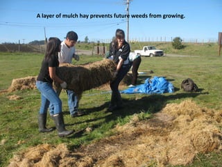 A layer of mulch hay prevents future weeds from growing.
 
