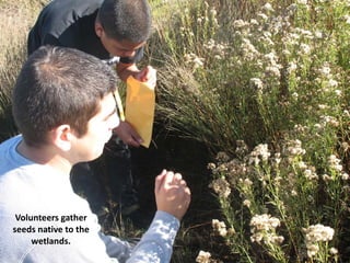 Volunteers gather
seeds native to the
     wetlands.
 