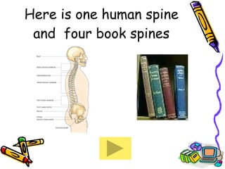 Here is one human spine and  four book spines 