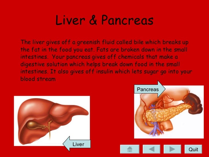 What are the main parts of the liver?