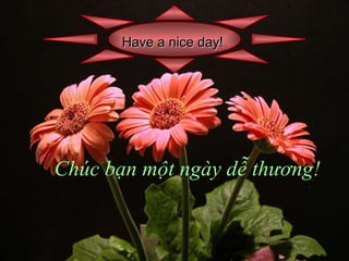 Have a nice day!   Chúc bạn một ngày dễ thương! 