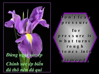 Don't fear pressure for pressure is what turns rough stones into diamonds   Đừng ngại sức ép Chính sức ép biến đá thô nên đá quí 
