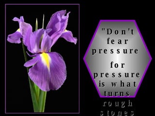 "Don't fear pressure  for pressure is what turns rough stones into diamonds"   