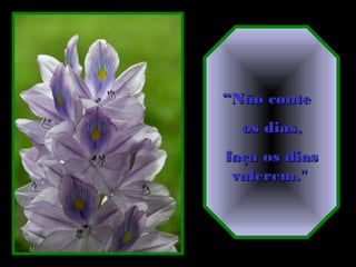 ““Não conteNão conte
os dias,os dias,
faça os diasfaça os dias
valerem."valerem."
 