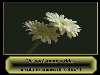 ““Se você amar a vida,Se você amar a vida,
a vida te amará de volta."a vida te amará de volta." !!
 